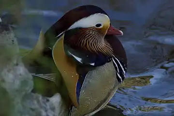 BORG101EDで撮影した写したオシドリの野鳥写真画像