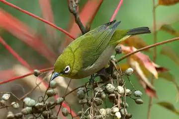 BORG101EDで撮影した写したメジロの野鳥写真画像