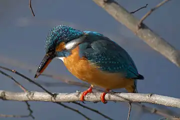 BORG101EDで撮影した野鳥・カワセミの写真画像