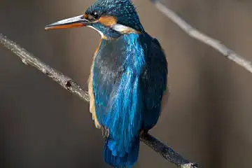 BORG101EDで撮影した野鳥・カワセミの写真画像