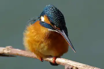 BORG101EDで撮影した野鳥・カワセミの写真画像