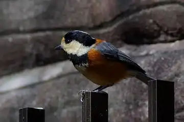 BORG101EDで撮影した野鳥・ヤマガラの写真画像