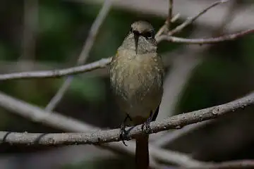 BORG101EDで撮影した野鳥・ジョウビタキの写真画像