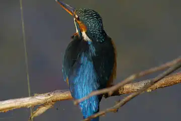 BORG101EDで撮影した野鳥・カワセミの写真画像