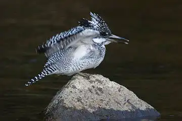 BORG125SDで撮影した野鳥・ヤマセミの写真画像