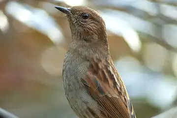 BORG125SDで撮影した野鳥・カヤクグリの写真画像