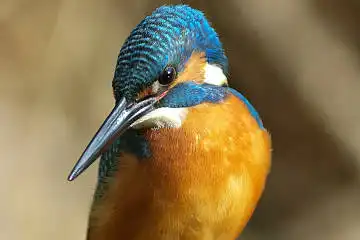 BORG125SDで撮影した野鳥・カワセミの写真画像