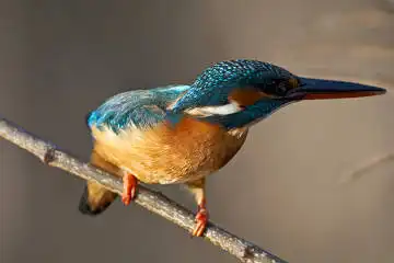 BORG125SDで撮影した野鳥・カワセミの写真画像