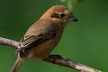 BORG125SDで撮影した野鳥・モズの写真画像