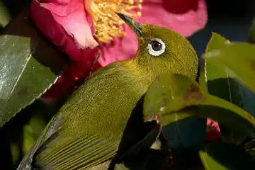 BORG125SDで撮影した野鳥・メジロの写真画像