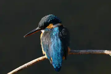 BORG45EDⅡで撮影した野鳥・カワセミの写真画像