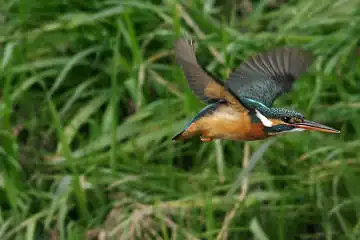BORG45EDⅡで撮影した野鳥・カワセミの写真画像