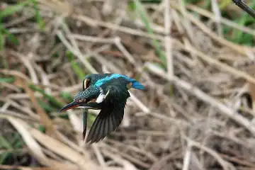 BORG45EDⅡで撮影した野鳥・カワセミの写真画像