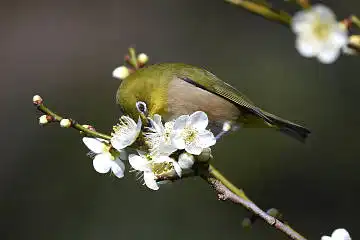BORG45EDⅡで撮影した野鳥・メジロの写真画像