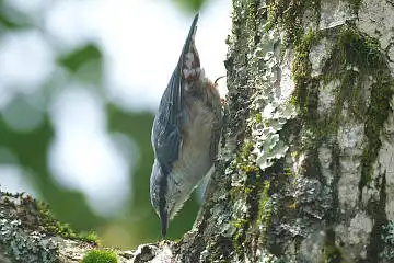 BORG45EDⅡで撮影した野鳥・ゴジュウカラの写真画像