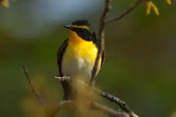 BORG45EDⅡで撮影した野鳥・キビタキの写真画像