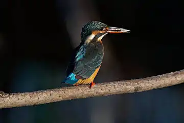 BORG45EDⅡで撮影した野鳥・カワセミの写真画像