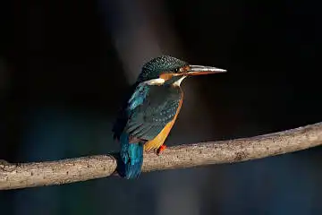 BORG45EDⅡで撮影した野鳥・カワセミの写真画像