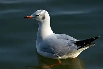 BORG50FLで撮影した野鳥・カモメの写真画像