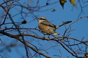BORG50FLで撮影した野鳥・モズの写真画像