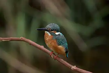 BORG50FLで撮影した野鳥・カワセミの写真画像
