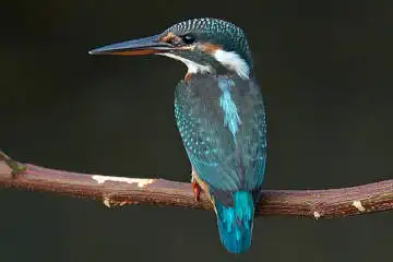 BORG50FLで撮影した野鳥・カワセミの写真画像