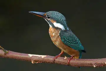 BORG50FLで撮影した野鳥・カワセミの写真画像