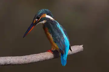 BORG50FLで撮影した野鳥・カワセミの写真画像