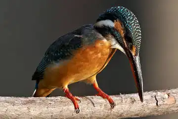 BORG50FLで撮影した野鳥・カワセミの写真画像