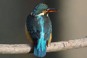 BORG50FLで撮影した野鳥・カワセミの写真画像