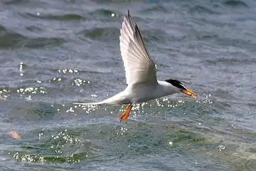 BORG50FLで撮影した野鳥・コアジサシの写真画像