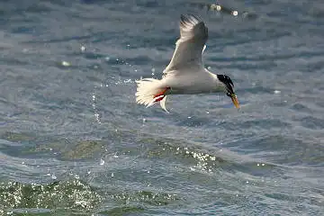 BORG50FLで撮影した野鳥・コアジサシの写真画像