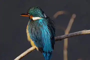 BORG60EDで撮影した野鳥・カワセミの写真画像