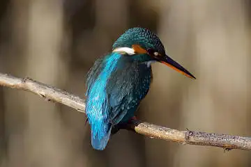 BORG60EDで撮影した野鳥・カワセミの写真画像