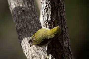 BORG60EDで撮影した野鳥・メジロの写真画像
