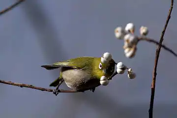BORG60EDで撮影した野鳥・メジロの写真画像
