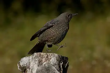 BORG60EDで撮影した野鳥・イソヒヨドリの写真画像
