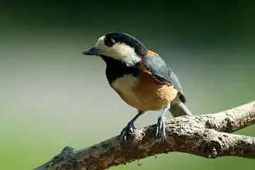 BORG60EDで撮影した野鳥・ヤマガラの写真画像