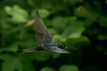 BORG60EDで撮影した野鳥・ツバメの写真画像