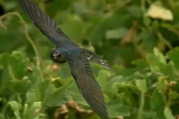 BORG60EDで撮影した野鳥・ツバメの写真画像