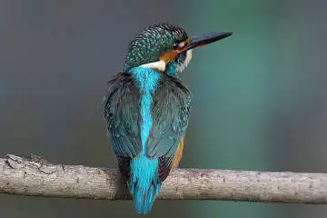 BORG60EDで撮影した野鳥・カワセミの写真画像