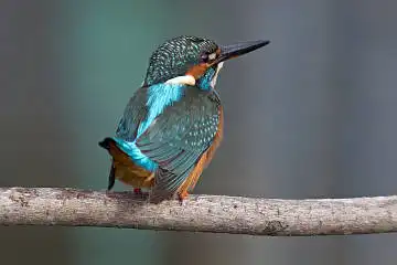 BORG60EDで撮影した野鳥・カワセミの写真画像