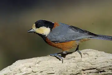 BORG60EDで撮影した野鳥・ルリビタキの写真画像