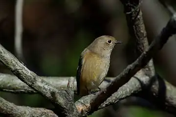 BORG60EDで撮影した野鳥・カワセミの写真画像