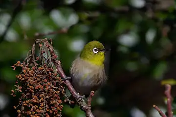 BORG60EDで撮影した野鳥・カワセミの写真画像