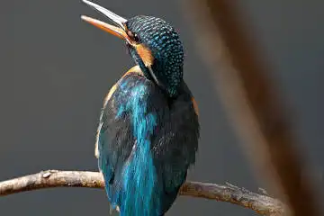 BORG71FLで撮影した野鳥・カワセミの写真画像