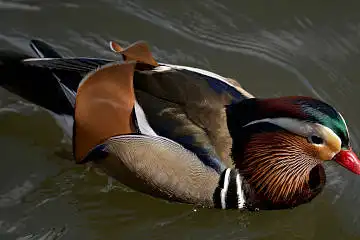 BORG71FLで撮影した野鳥・オシドリの写真画像