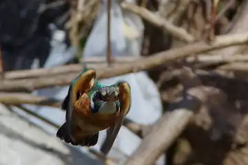 BORG71FLで撮影した野鳥・カワセミの写真画像