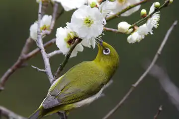 BORG71FLで撮影した野鳥・メジロの写真画像