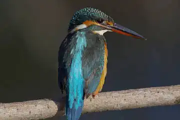 BORG71FLで撮影した野鳥・カワセミの写真画像